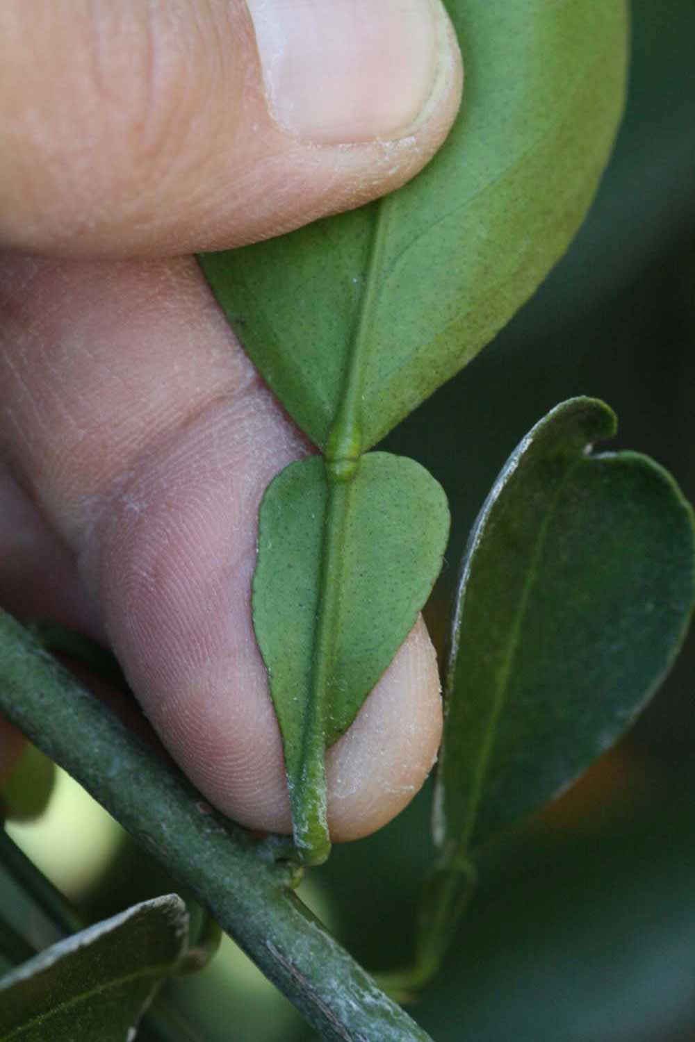              Petiole (Riverside, CA)       